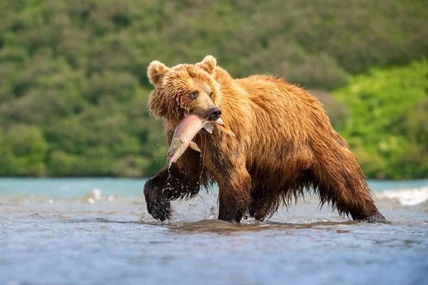 Kamchatka Brown Bear Ursus Arctos Beringianus Catches Salmons Kuril Lake — Stock Photo, Image