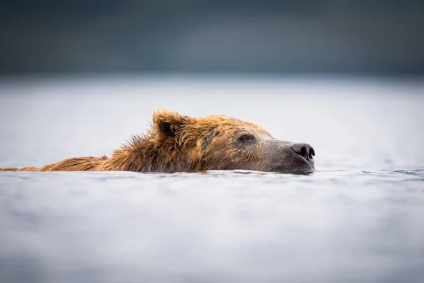 Kamčatka Medvěd Hnědý Ursus Arctos Beringianus Chytání Lososa Jezera Kuril — Stock fotografie