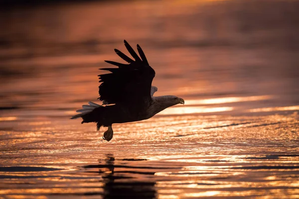 Белохвостый Орел Haliaeetus Albicilla Поймал Рыбу Воды Красочную Среду Дикости — стоковое фото