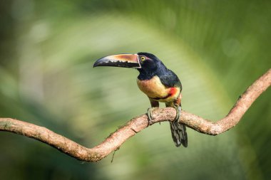 Pteroglossus torquatus, Yakalı Aracari. Kuş, Costa Ric 'in güzel doğal ortamında dalın üzerine tünemiş.