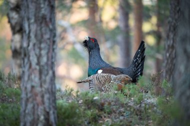 The Western Capercaillie Tetrao urogallus also known as the Wood Grouse Heather Cock or just Capercaillie in the forest is showing off during their lekking season They are in the typical habita clipart
