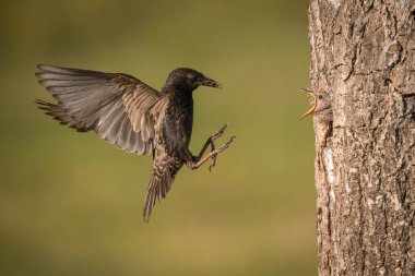 Ortak Starling, Sturnus vulgaris yavrusunu beslemek için bir böcekle uçuyor, genç kuş beslenmek için gagasını açıyor, güzel altın ışık, yeşil grup