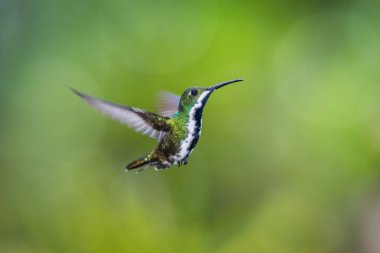 Ruby-topaz Hummingbird, Chrysolampis sivrisineği yeşil arka planda uçuyor, Trinidad ve Tobag