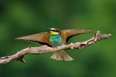 Avrupa Bee-eaters arı kuşu apiaster oturuyor ve güzel bir dalda gösteriş, bazı böcek gagasında, sezon, güzel renkli arka plan ve yumuşak altın ışık, Çekya çiftleşme sırasında vardır