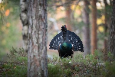 The Western Capercaillie Tetrao urogallus also known as the Wood Grouse Heather Cock or just Capercaillie in the forest is showing off during their lekking season They are in the typical habita clipart