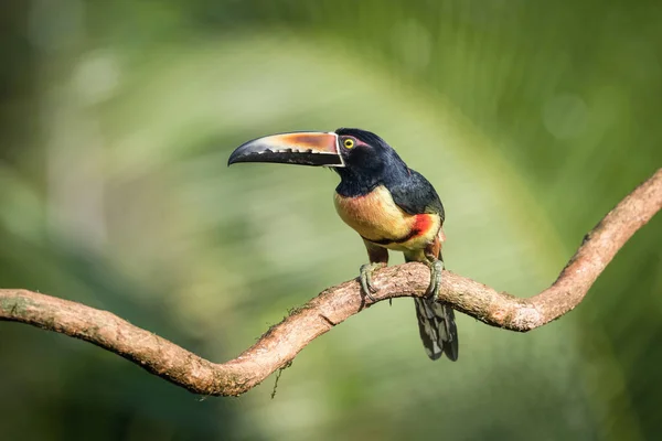 Pteroglossus Torquatus Galléros Aracari Madár Ágon Szép Vadon Élő Természeti — Stock Fotó