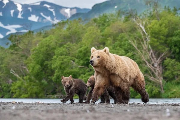 Kamchatka Bruine Beer Ursus Arctos Beringianus Vangt Zalmen Bij Kuril — Stockfoto