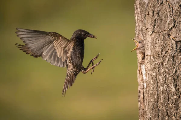 Estornino Común Sturnus Vulgaris Está Volando Con Algún Insecto Para — Foto de Stock