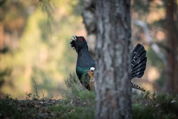 Western Capercaillie Tetrao Urogallus Noto Anche Come Wood Grouse Heather — Foto Stock