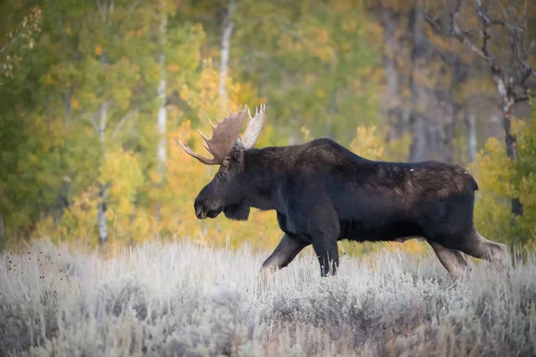 Alces Alces Shirasi Moose Elk Staat Droog Gras Typische Herfst — Stockfoto