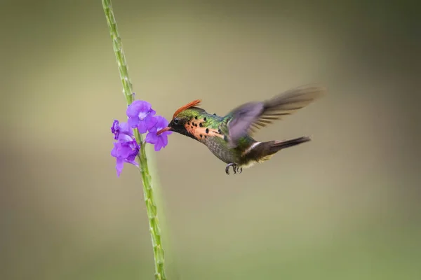 Civetta Trapuntata Che Vola Succhia Nettare Piccole Fioriture Sfondo Colorato — Foto Stock