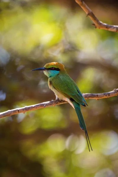 Little Green Bee Eater Merops Orientalis Sitting Twig Nice Colorful — Stock Photo, Image