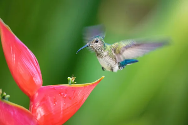 Colibri Envole Boit Nectar Belle Fleur Dans Environnement Forêt Tropicale — Photo