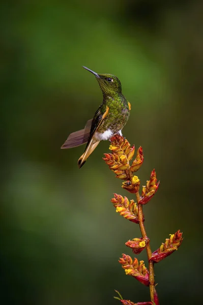 stock image The Hummingbird is sitting on the beautiful red flower in the rain forest. Flying Buff-tailed Coronet, Boissonneaua flavescens with nice colorful background.