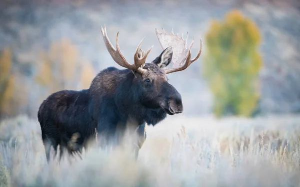 Alces Alces Shirasi Moose Elk Standing Dry Grass Typical Autumn — ストック写真