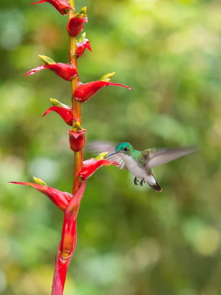 アンデス エメラルド Amazilia Franciae ハチドリの高騰と素敵なカラフルなボケ背景エクアドル熱帯雨林環境で美しい花から蜜を飲む — ストック写真