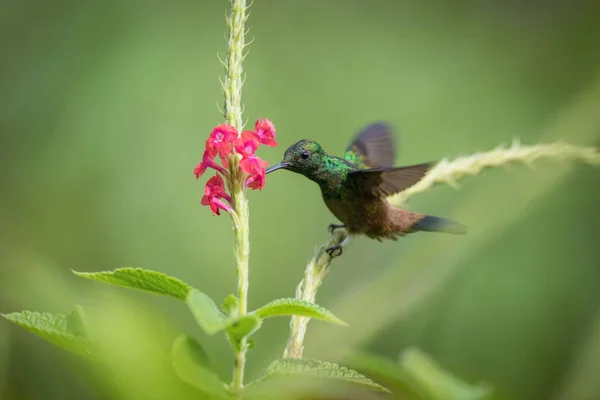 Amazilia Tobaci Colibrì Ramato Rame Colibrì Aleggia Beve Nettare Del — Foto Stock