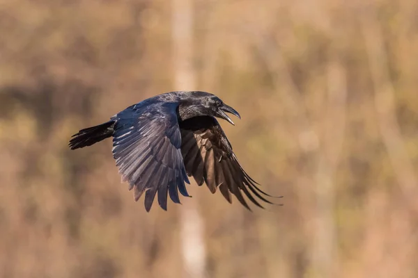 Cuervo Común Corvus Corax Está Volando Color Otoño Backgroung Polonia — Foto de Stock