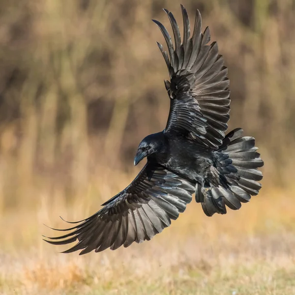 Ortak Raven, Corvus corax sonbahar renk backgroung, Polonya uçuyor
