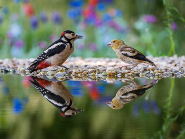 Büyük Benekli Ağaçkakan ya da Dendrocopos Major ile Hawfinch ya da Coccothraustes Cocothraustes 'in buluşması.