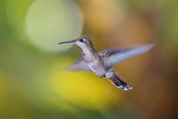 Ruby Topaz Hummingbird Chrysolampis Mosquitus Flying Nice Green Background Trinidad — Stock Photo, Image