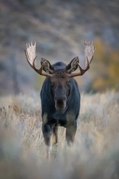 Alces Alces Shirasi Moose Elk Stoi Suchej Trawie Typowym Środowisku — Zdjęcie stockowe