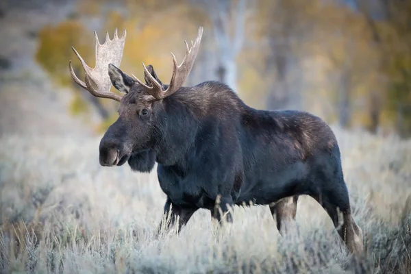 Alces Alces Shirasi Moose Elk Stojí Suché Trávě Typickém Podzimním Stock Fotografie