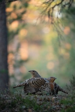 The Western Capercaillie Tetrao urogallus also known as the Wood Grouse Heather Cock or just Capercaillie in the forest is showing off during their lekking season They are in the typical habita clipart