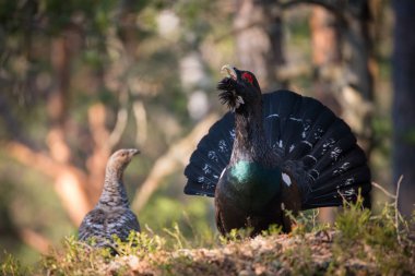 The Western Capercaillie Tetrao urogallus also known as the Wood Grouse Heather Cock or just Capercaillie in the forest is showing off during their lekking season They are in the typical habita clipart