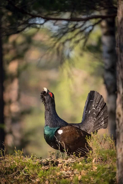 Batı Capercaillie Tetrao urogallus ya da Ormandaki sadece Capercaillie olarak da bilinen Heather Horozu lekeleme mevsiminde gösteriş yaparlar.