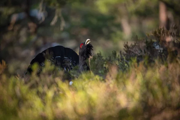 Den Västra Capercaillie Tetrao Urogallus Även Känd Som Wood Grouse — Stockfoto