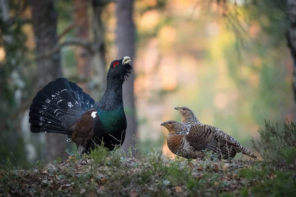 Batı Capercaillie Tetrao urogallus ya da Ormandaki sadece Capercaillie olarak da bilinen Heather Horozu lekeleme mevsiminde gösteriş yaparlar.