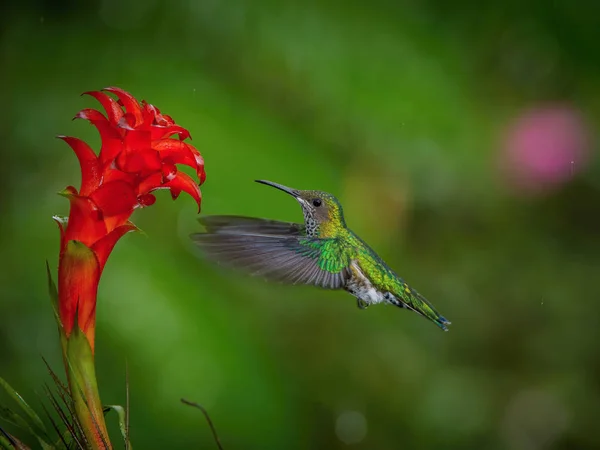 Koliber Jest Gwałtowny Wzrost Picia Nektaru Piękny Kwiat Środowisku Lasów — Zdjęcie stockowe