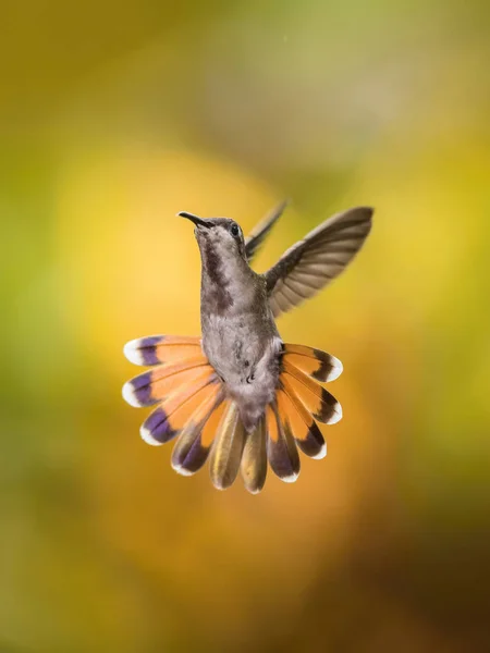 Ruby-topaz Hummingbird, Chrysolampis sivrisineği yeşil arka planda uçuyor, Trinidad ve Tobag