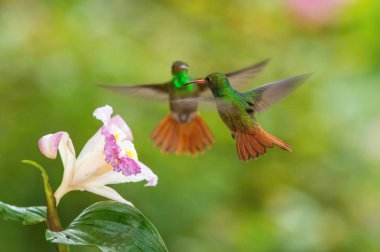 Rufous kuyruklu sinekkuşu, yeşil arka planda açık kanatları olan egzotik çiçeğin yanında uçar. İki dövüşçü kuş