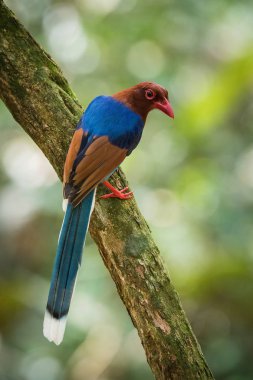 Sri Lanka Mavi Magpieorceylon Magpie, Urocissa ornata şubede oturuyor ve poz veriyor, muhteşem yeşil arka plan, sabah güneş doğarken, Sri Lank