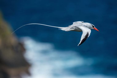 The Red-billed Tropicbird, Phaethon aethereus, is flying over the bay, Tobag clipart