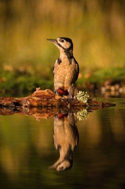 Büyük ağaçkakan, orman su birikintisinin yüzey, banyo, renkli arka plan ve güzel yumuşak ışık için hazırlık yansıtan Dendrocopos büyük oturuyor 