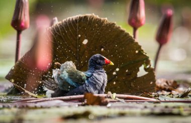 Porphyrio martinicus, Amerikan mor galinisi. Kuş suda yüzüyor, etrafta su bitkileri var, Trinidad ve Tobag.