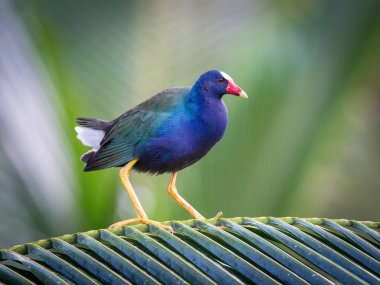 Porphyrio martinicus, Amerikan mor galinisi. Kuş suda yüzüyor, etrafta su bitkileri var, Trinidad ve Tobag.