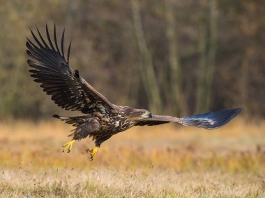 Ak kuyruklu kartal Haliaeetus albicilla yaban hayatı sonbahar renk ortamında uçuyor. Ern olarak da bilinen Erne, gri kartal, Avrasya deniz kartal. Güzel sonbahar renkli arka plan