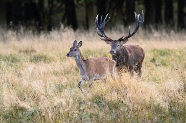 Kızıl geyik Cervus elaphus tipik sonbahar ortamda kuru ot görkemli hayvan ışıltı gözünde bir ovulating hind için savaşmaya hazır gururla onun boynuzları giyiyor duruyor