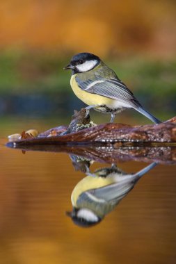 Büyük baştankara Parus major Altın ışık şaşırtıcı orman göle banyo hazırlanıyor