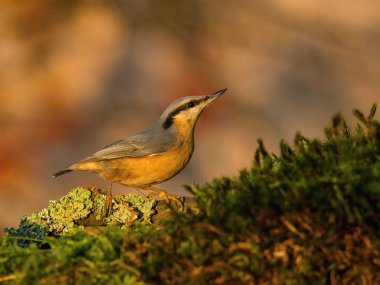 Wood Nuthatch, Sitta europaea ormanın dalında, renkli bir çiçekle birlikte duruyor.