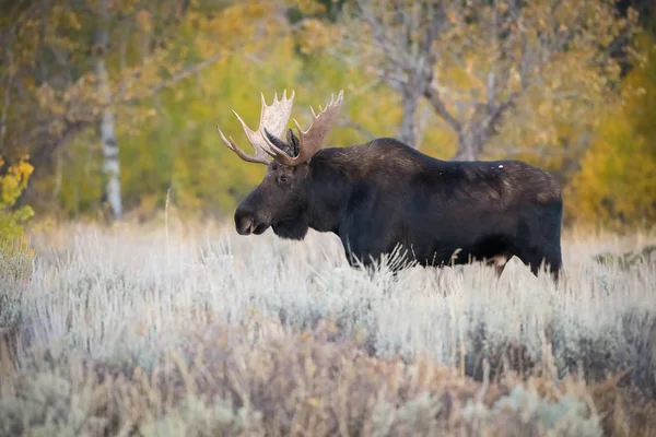 Alces Alces Shirasi Moose Elk Staat Droog Gras Typische Herfst — Stockfoto