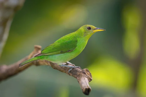 Green Honeycreeper Chlorophanes Spiza Est Assis Sur Branche Arrière Plan — Photo