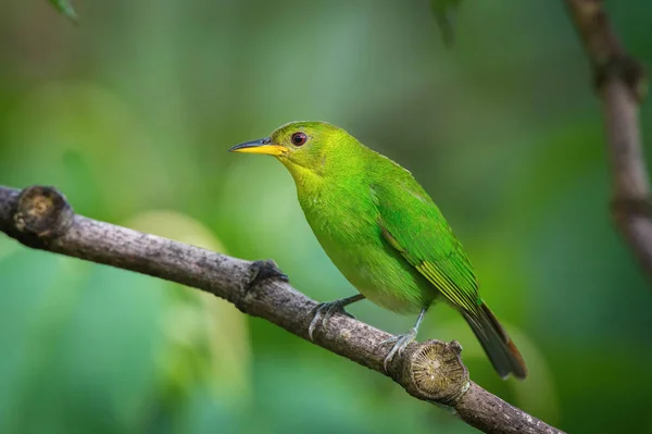 Cyanerpes Green Chlorophanes Spiza Siedzi Oddział Tle Zielony Niesamowite Niebieskie — Zdjęcie stockowe