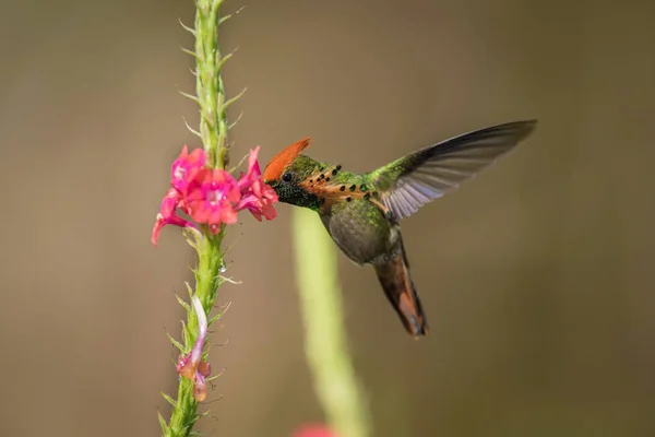 Das Getuftete Kokett Fliegt Und Saugt Nektar Aus Kleinen Blüten — Stockfoto