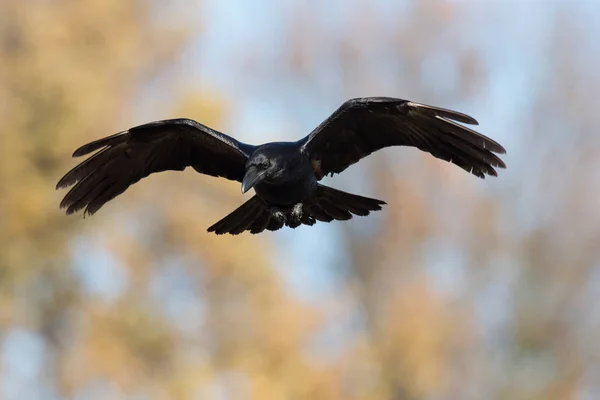 Ortak Raven, Corvus corax sonbahar renk backgroung, Polonya uçuyor