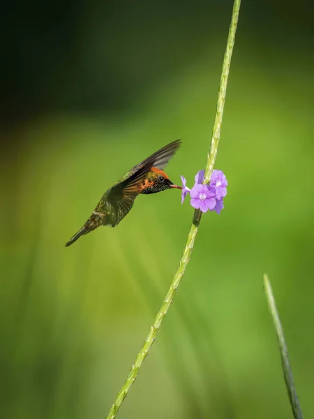 房状のコケット飛行とカラフルな背景の小さな花から蜜を吸う — ストック写真